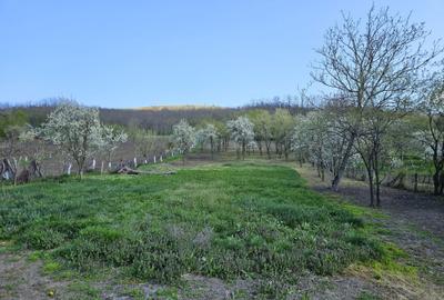 Casă cu 2 camere în Chioag - 3