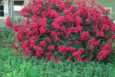 Casă cu Teren 2350 Mp în Central - 4