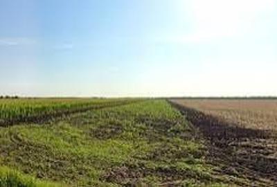 Spațiu comercial, în Șagu - 2