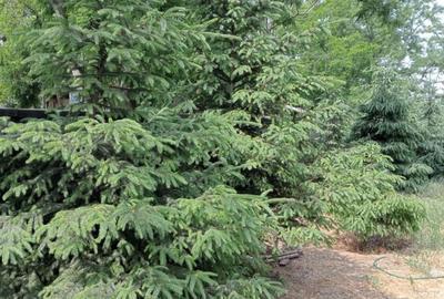 Vila P M, teren 1222 mp, TOTUL NOU, la 18 Km de Braila - 3