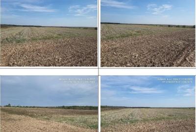 Teren de 10000 mp, în Uliești - 2