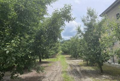 Spațiu comercial, în Gemenea-Brătulești - 4