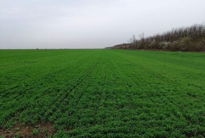 Teren agricol extravilan de 10000 mp, în Afumați - 1