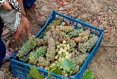 Teren de 2700 mp, în Fântânele - 5