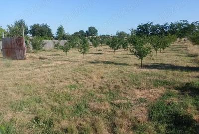 Teren de 3000 mp, în Sarinasuf - 4