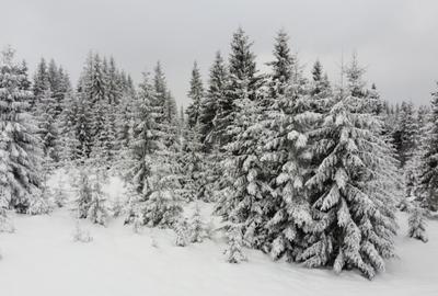 Teren de 1500 mp, în Mărișel - 6