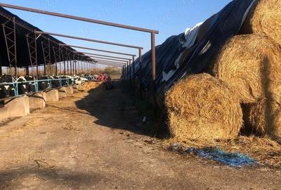 Teren de 3000000 mp, în Cornățelu - 4