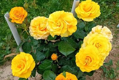 Teren +casa de vacanta - 1