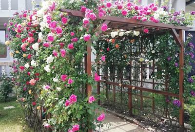 Urgent .Proprietar, parter la casa cu etaj, Mogosesti - Iasi, 10 km - 2