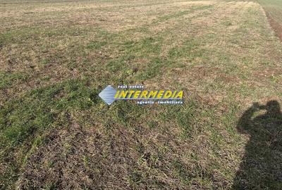 Teren de 2900 mp, în Ampoi 3