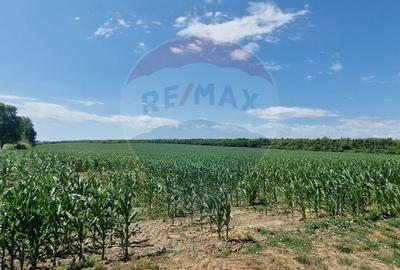 Teren agricol extravilan de 32000 mp, în Berești-Bistrița
