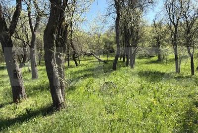 Casă cu 3 camere cu Teren 5000 Mp în Petrindu - 10