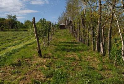Teren de 2500 mp, în Mihăilești - 5