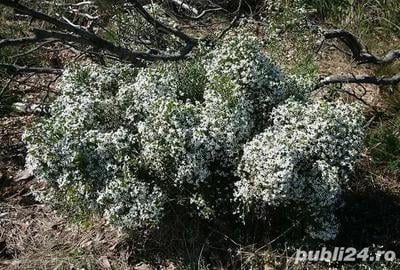 Vand apartament in Oradea - 5