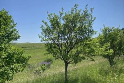 Teren de 620 mp, în Apahida - 4