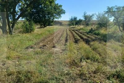 Casă cu 3 camere cu Teren 7600 Mp în Central - 6