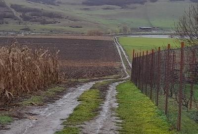 Teren extravilan de 8000 mp, în Daia Nouă