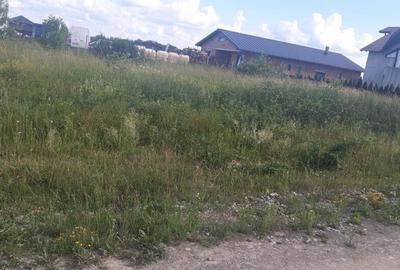 Coltirea, 17 ari teren - 1