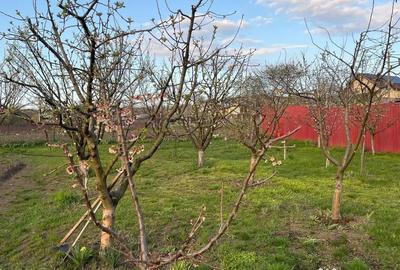 Casă cu 5 camere cu Teren 1196 Mp în Dorobanț - 6