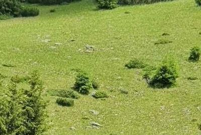 Teren de 1100000 mp, în Nucșoara - 7