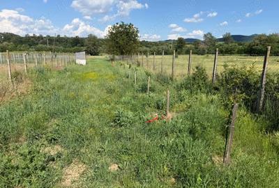 Teren de 2300 mp, în Vinerea