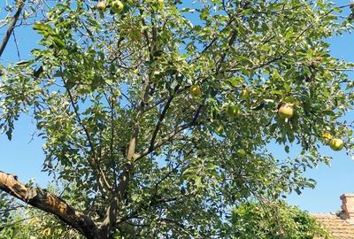 Cosereni, Ialomita - 8