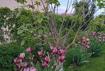 Casă cu 3 camere cu Teren 508 Mp în Tei - 17