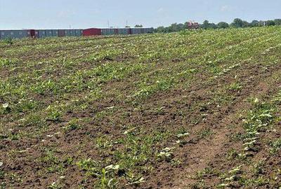 Teren de 7500 mp, în Găneasa - 2