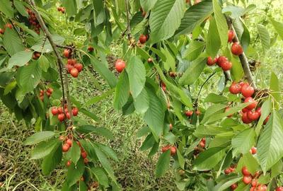 Teren de 4000 mp, în Ileana - 2