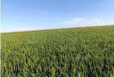 Teren Extravilan Albesti Paleologu, ID: R2586757 - 1