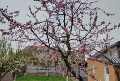 Casă cu 3 camere cu Teren 460 Mp în Ernei - 12