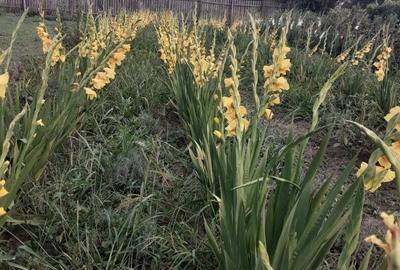 Spațiu comercial, în Mlecănești - 9