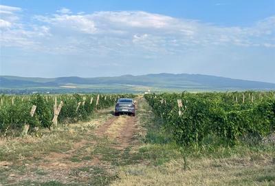 Teren agricol extravilan de 5000 mp, în Bolotești - 1