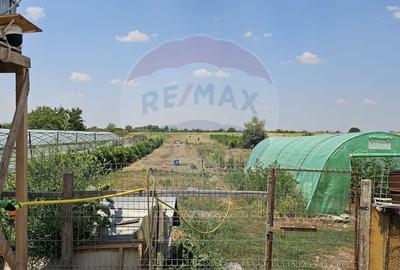 Casă cu 4 camere cu Teren 3100 Mp în Adunații-Copăceni - 6
