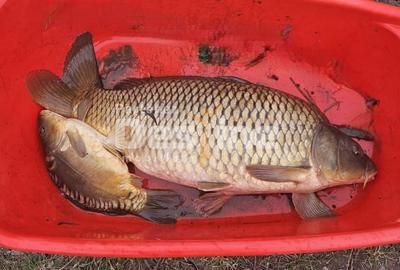 Teren Construcții intravilan de 2225 mp, în Mogoșești - 5