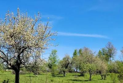 Casă cu 3 camere în Avram Iancu (Vârfurile) - 4