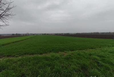 Teren de 6000 mp, în Horodnic