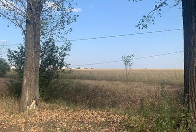 Teren Construcții intravilan de 10000 mp, în Afumați - 2