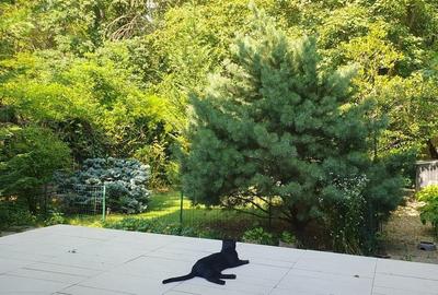 Casă individuală cu 5 camere cu Canalizare în Băneasa - 4