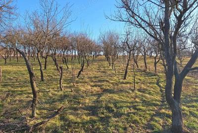 Casa 3 camere Sacadat Bihor - 4