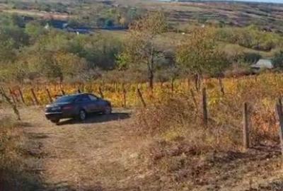 HUSI - Leosti 10 000 mp vie pe rod - Cabernet Sauvignon - 2