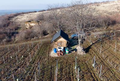 Vita-de-vie Premium  teren de 6800 mp în Covăsinț - 13