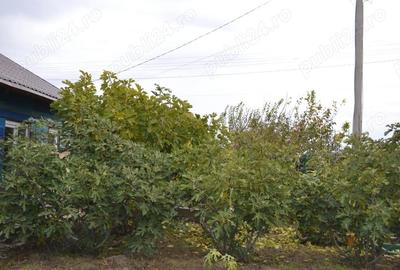 Casă cu 2 camere în Scorțaru Vechi - 1