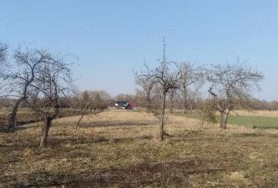 Casă cu Teren 5400 Mp în Central - 4