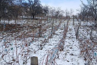 Teren de 2500 mp, în Dealu Cucului - 2