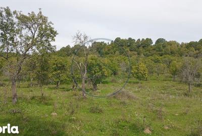 Teren de 10000 mp, în Livezile - 4