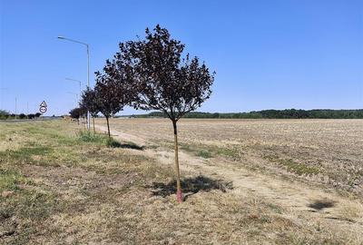 Vanzare teren intravilan industrial BRANESTI ( Makita) | 3750mp | deschidere la - 5