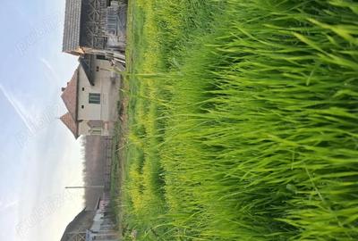 Casă în Pleșoiu (Nicolae Bălcescu) - 18