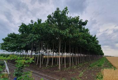 Casă cu 4 camere în Mihăilești - 1