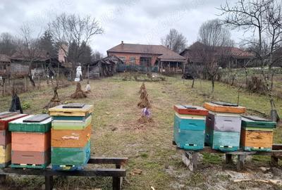 Casă în Feniș - 3